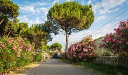 Un viale con fiori e piante nel centro di Roseto degli Abruzzi, Teramo - © lorenza62 / Shutterstock.com