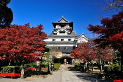 Una bella veduta del castello di Inuyama, Giappone, con gli aceri rossi. La fortezza mantiene intatta ancora oggi la struttura in legno originale e si distingue per il mastio, il più ...