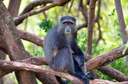 Una blue monkey seduta sul ramo di un albero al lago Manyara, Tanzania.
