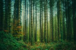 Una fitta foresta nel cuore del Parco Nazionale dell'Aspromonte in Calabria