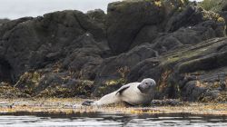 Una foca si riposa nei pressi di Hvammstangi, sulla penisola di Vatnsnes, nel nord dell'Islanda.