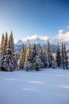 Una foresta innevata vicino alla cittadina di Fernie, British Columbia, Canada.
