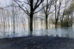 Una golena del fiume Po vicino a Brescello, provincia di Reggio Emilia