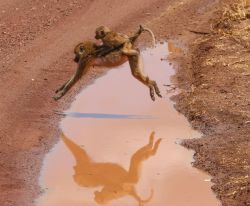 Una mamma babbuina con il suo cucciolo in groppa al lago Manyara, Tanzania.

