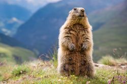 Una marmotta nel parco degli Alti Tauri in Austria