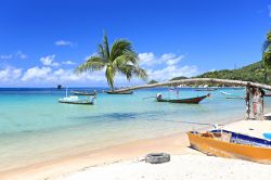 Una palma si allunga sul mare limpido di Koh Tao, Thailandia. L'interno di questa splendida isola che si estende per 21 chilometri quadrati si presenta con una natura selvaggia e lussureggiante ...