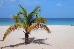 Una palma su una spiaggia bianca di sabbia fine a St.George's, Grenada, America Centrale. Acque limpide, sabbia sottile e una barriera corallina che costeggia il litorale creando splendide ...