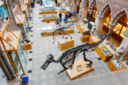 Una sala del Museo di Storia Naturale di Oxford, Inghilterra (UK). L'edificio, una splendida cattedrale neogotica in ghisa, ospita al suo interno collezioni entomologiche, zoologiche e geologiche ...