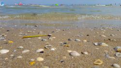 Una spiaggia di Jesolo con le conchiglie, provincia di Venezia, Veneto.
