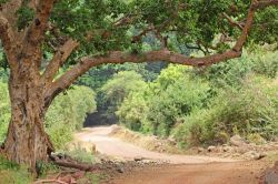 Una strada sterrata nel parco nazionale del lago Manyara, Tanzania. Questa riserva è costituita da una striscia di terra lunga circa 50 km e larga tra i 6 e gli 8 km e include il lago ...