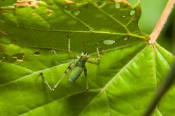 Una tettigoniidae su una foglia nel Parco Nazionale di Zombitse-Vohibasia, Madagascar. Questa cavalletta verde, nota anche come cavalletta dalle lunghe corna, possiede antenne filamentose che ...