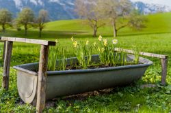 Una vasca trasformata in fiorera a Bad Aussee in Austria