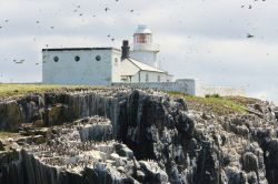 Una veduta panoramica del santuario degli uccelli sull'isola Inner Farne, Inghilterra. Beccapesci e sterne nidificano a migliaia in questo territorio costiero dell'Inghilterra.

