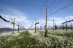 Una vigna della Franciacorta ad Erbusco, Brescia, fotografata in primavera