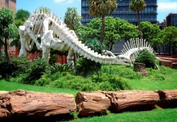 Uno scheletro di dinosauri estinti in un giardino fra gli alberi a Pretoria, provincia di Gauteng, Sudafrica - © Nataly Reinch / Shutterstock.com