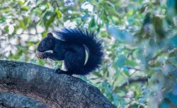 Uno Scoiattolo Nero (Sciurus meridionalis) in un bosco dell'Aspromonte in Calabria