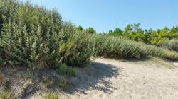 Uno scorcio del lido di Jesolo con la vegetazione, Veneto. Questa cittadina in provincia di Venezia vanta 15 chilometri di spiagge attrezzate, molte delle quali anche con animazione.
