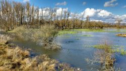 Uno scorcio di Salburua Park a Vitoria Gasteiz, Spagna. Si tratta di una riserva paludosa con sentieri escursionistici e numerose specie di flora e fauna.
