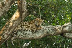 Uno splendido esemplare di giaguaro su un albero del Pantanal brasiliano, Cuiaba (Mato Grosso).
