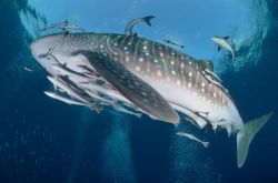 Uno squalo balena fotografato nel mare tra Koh Tao e Koh Phangam nel Golfo di Thailandia. Questo gigante gentile è il più grande squalo esistente al mondo. Può raggiungere ...