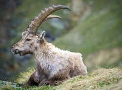 Uno stambecco tra le montagne di Ceresole Reale, in Piemonte.