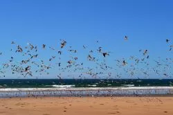 Uno stormo di gabbiani sulla spiaggia a Costa da Caparica, Portogallo.

