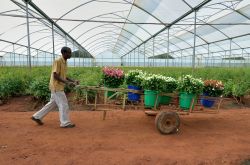 Un uomo africano al lavoro nelle serre che selezionano le rose per l'esportazione in Europa, Lusaka, Zambia. Quest'attività impegna oltre 800 agricoltori - © africa924 / ...