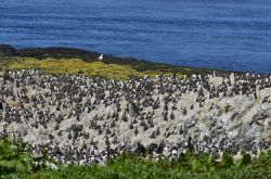 Urie sulle isole Farne, Inghilterra. A poca distanza dalla costa orientale dell'Inghilterra settentrionale questo gruppetto di isole e scogli ospita numerose specie di uccelli fra cui colonie ...