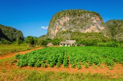 L'immagine tipica della Valle de Viñales (Cuba) la piantagione di tabacco, la casa del contadino e i mogote sullo sfondo.