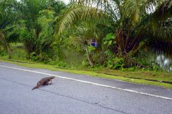 Varano sulla strada per Gua Tempurung: è stata una sorpresa lungo il viaggio sulle strade della Malesia. Nonostante questi animali non raggiungano le enormi dimensioni di quelli che vivono ...