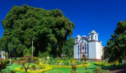 Veduta dell'albero di Tule con una chiesa sullo sfondo, Oaxaca, Messico.

