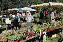 Veduta di un'esposizione nel giardino botanico di Montepllier, Francia. Si tratta dell'evento chiamato "Primavera" dove vengono venduti fiori e piante - © BOULENGER Xavier ...