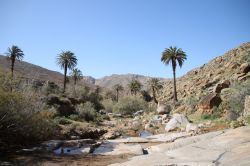 Il villaggio di Vega del Rio Palmas a Fuerteventura (Spagna) - Il motivo per cui questa zona è così ricca di piante, alberi e arbusti, probabilmente si riconduce al fatto che in ...