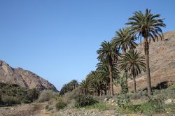 Le piante tipiche di Vega del Rio Palmas, Fuerteventura, ...