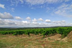 Vigneti a nord di Limoux, tra i paesaggi della Francia meridionale - © Claudio Giovanni Colombo / Shutterstock.com
