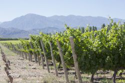 Vigneti a San Juan, nord Argentina. Il 65% della produzione agricola di questo territorio è legata alla viticoltura e alla produzione di vino.




