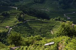 Panorama estivo dei vigneti intorno a Baselga di Pinè, al confine con la Val di Cembra - © www.visitpinecembra.it