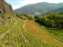 Attorno ai castelli, che punteggiano il territorio di Sion, si perdono all'orizzonte i vigneti irrorati di sole come in nessuna altra parte del territorio svizzero - © NikoNomad / Shutterstock.com ...