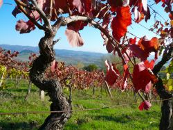 Vigneti in autunno sulle colline di Montescudaio in Toscana