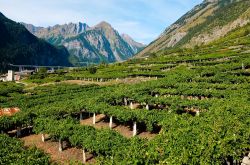 Vigneti in bassa Valle d'Aosta - © giovanni boscherino / Shutterstock.com