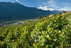 Vigneti in una giornata d'estate nel villaggio di Ovronnaz, Svizzera.
