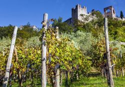 Vigneti in val d'Adige ed il Castello di Sabbionara ad Avio, in Trentino