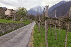 Vigneti nei dintorni di Montecrestese in Piemonte