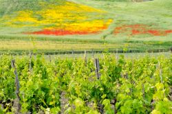 Vigneti nei pressi della cittadina di Strongoli, siamo sulla costa orientale della Calabria