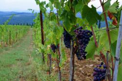 Vigneti nella campagna di San Casciano in Val di Pesa, provincia di Firenze (Toscana). E' uno dei centri più rinomati per la produzione di vino - © Simona Bottone / Shutterstock.com ...