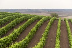 Vigneti sulla Strada del vino Aglianico del Vulture in Basilicata: siamo a Venosa.
