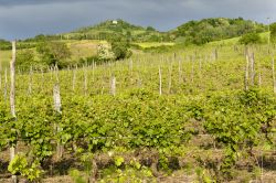 Vigneto a Volpedo, Piemonte, Italia. Un'immagine primaverile delle coltivazioni di vite sulle verdi colline nei pressi di Tortona.




