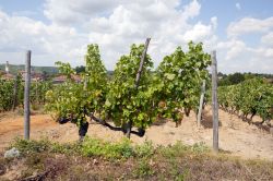 Vigneto di Cabernet Sauvignon nei dintorni di Gavi in Piemonte