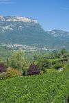 Villaggio del vino di Caldaro, Trentino Alto Adige. Una bella immagine dei vigneti con sullo sfondo il paese di Caldaro, poco meno di 8 mila abitanti vicino a Bolzano.




