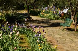 Visita al Giardino dell'Iris a sud del centro di Firenze, presso il Piazzale Michelangelo